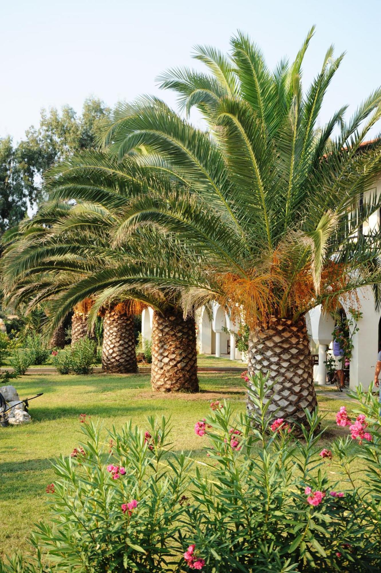 Assa Maris Beach Hotel Pyrgadikia Exterior foto